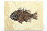Detailed Fossil Fish (Cockerellites) - Wyoming #356742-1
